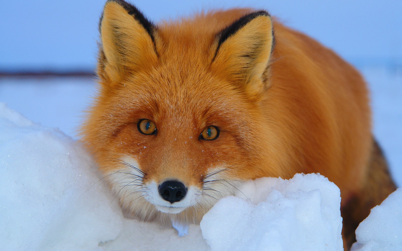 Cute Red Fox Wallpapers Wallpapers