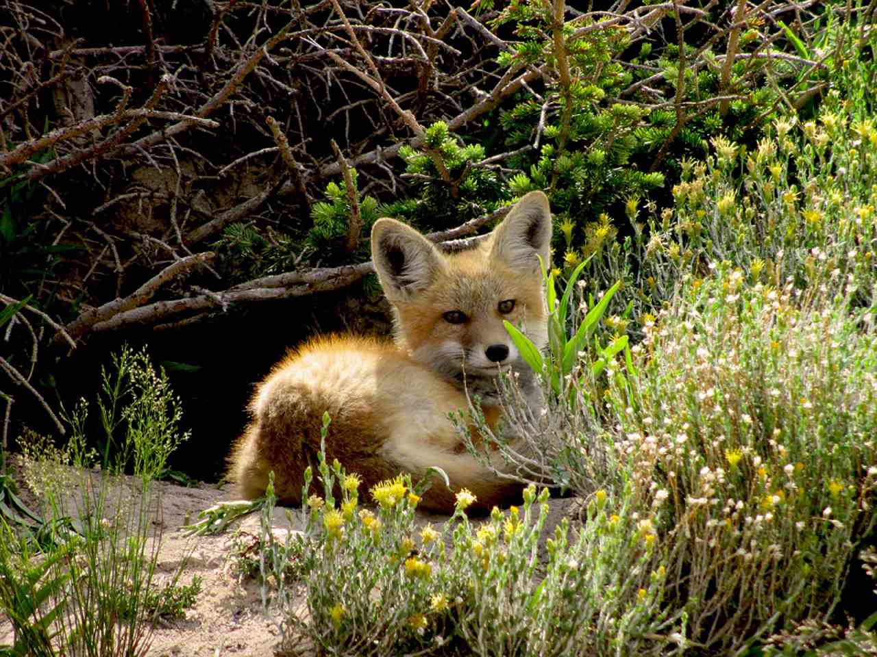 Cute Red Fox Wallpapers Wallpapers