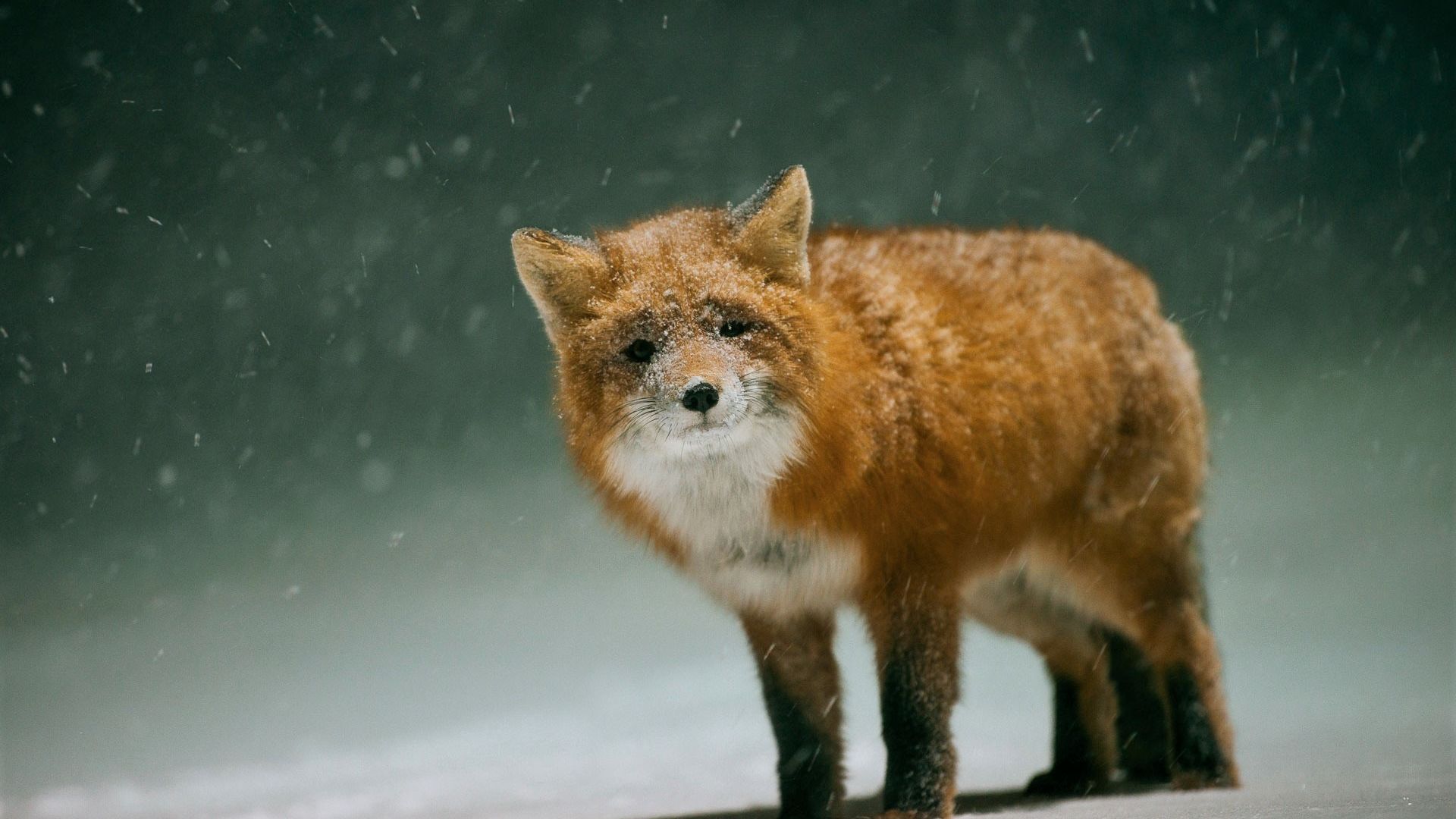 Cute Red Fox Wallpapers Wallpapers