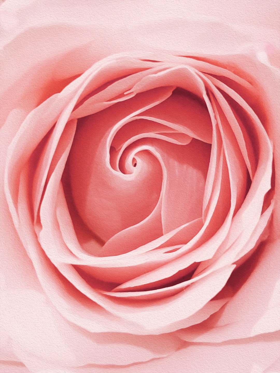 Cute Rose Wallpapers