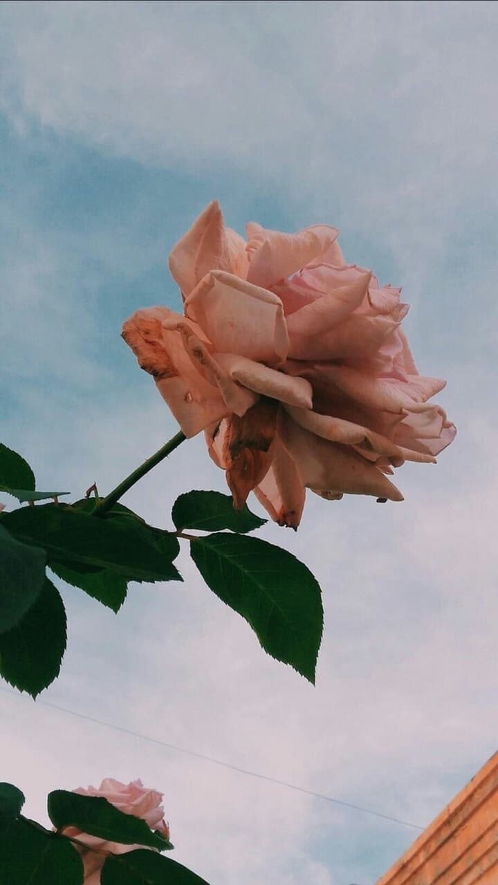 Cute Rose Aesthetic Wallpapers Wallpapers