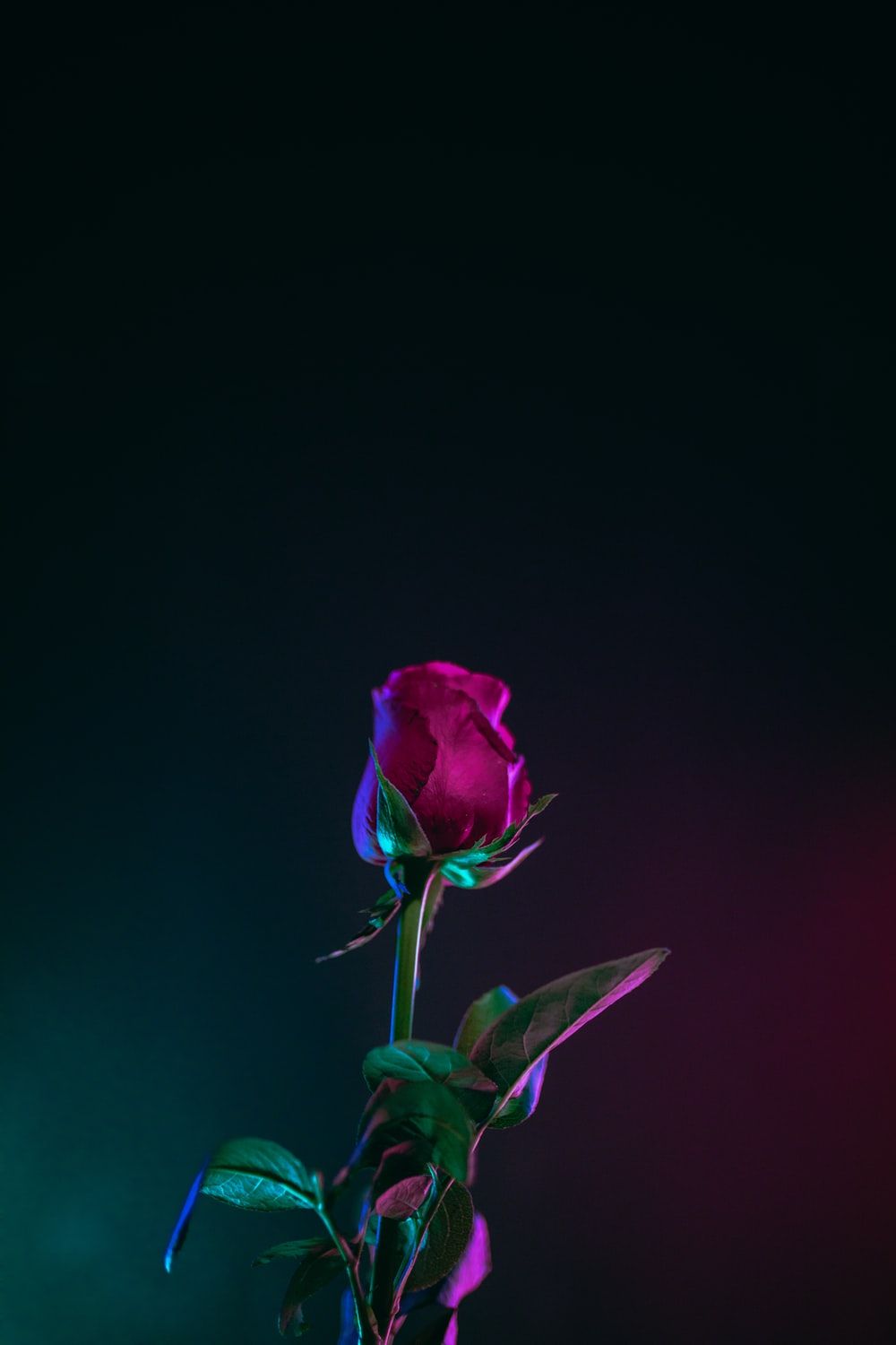 Cute Rose Aesthetic Wallpapers Wallpapers