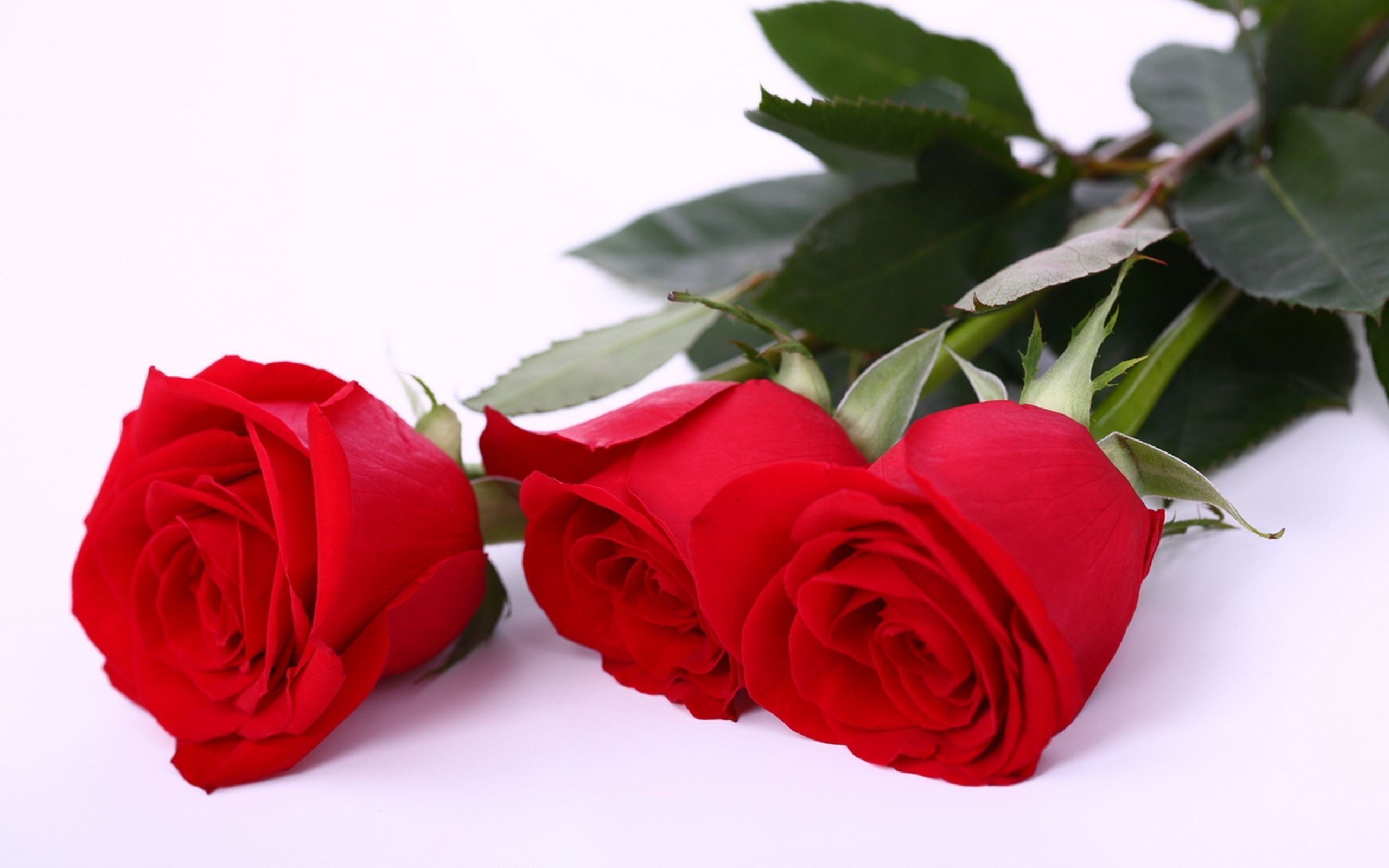 Cute Roses Hd Wallpaper Wallpapers