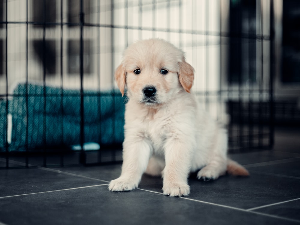 Cute Sad Puppy Wallpapers Wallpapers