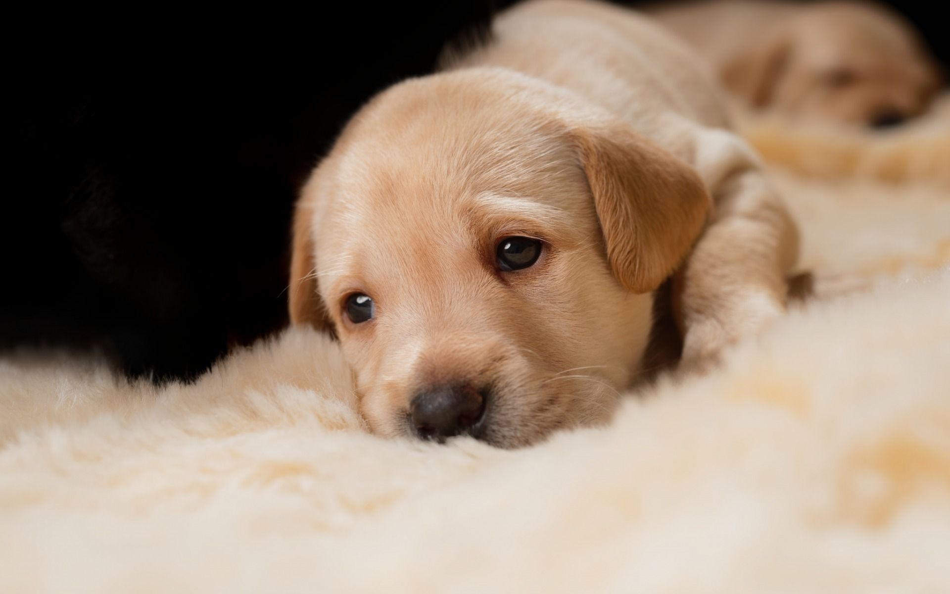 Cute Sad Puppy Wallpapers Wallpapers