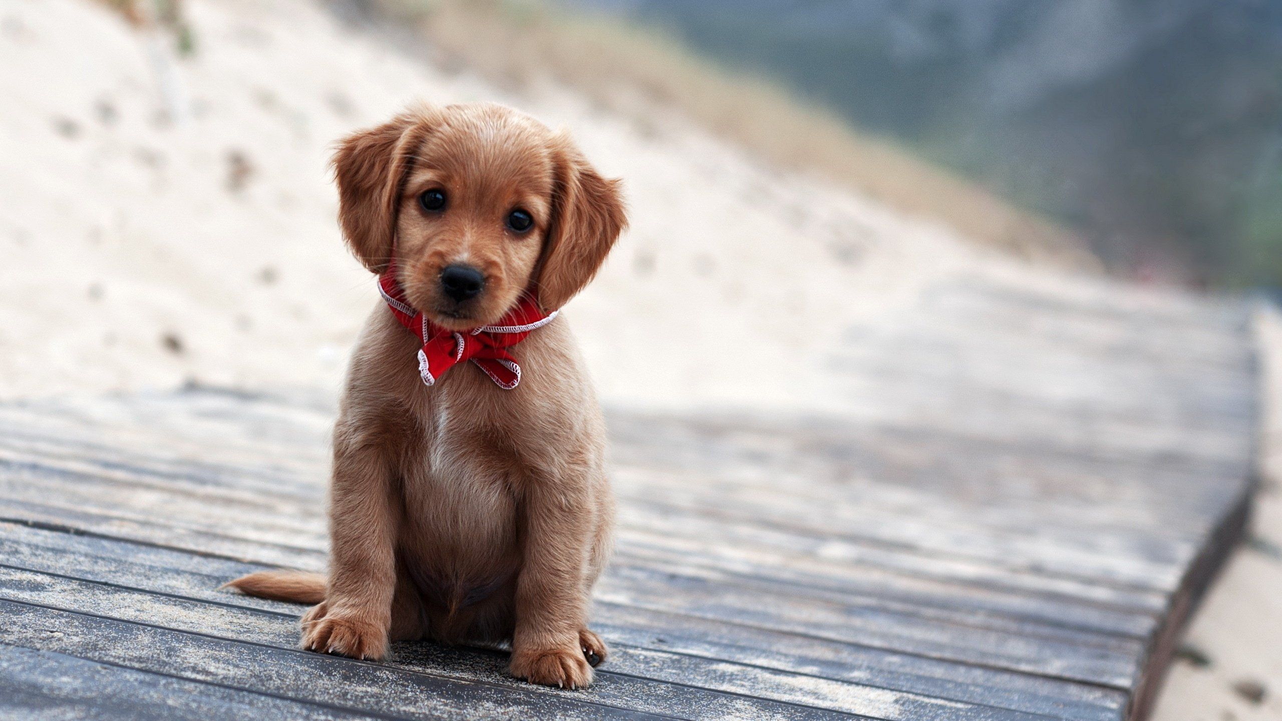 Cute Sad Puppy Wallpapers Wallpapers