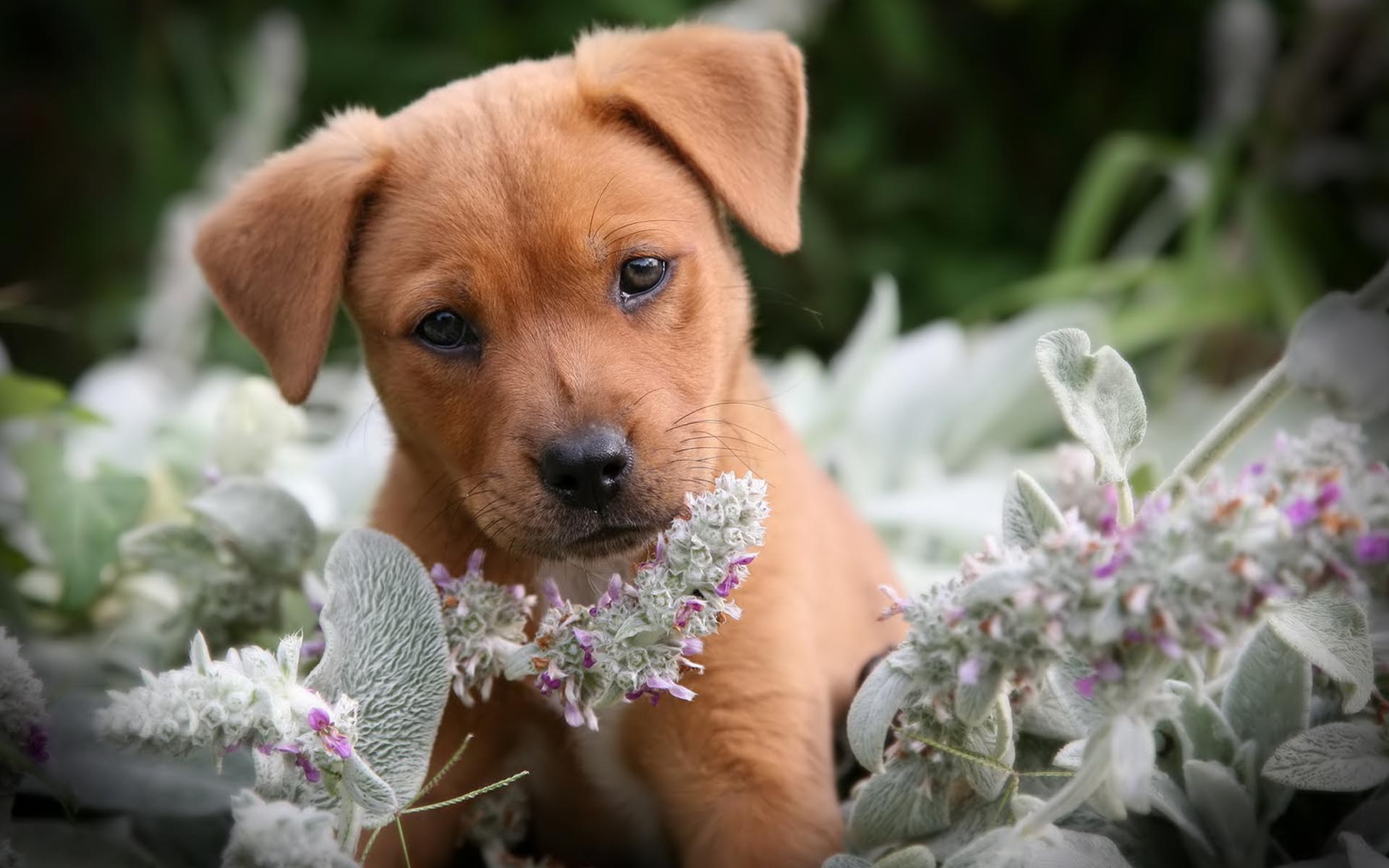 Cute Sad Puppy Wallpapers Wallpapers