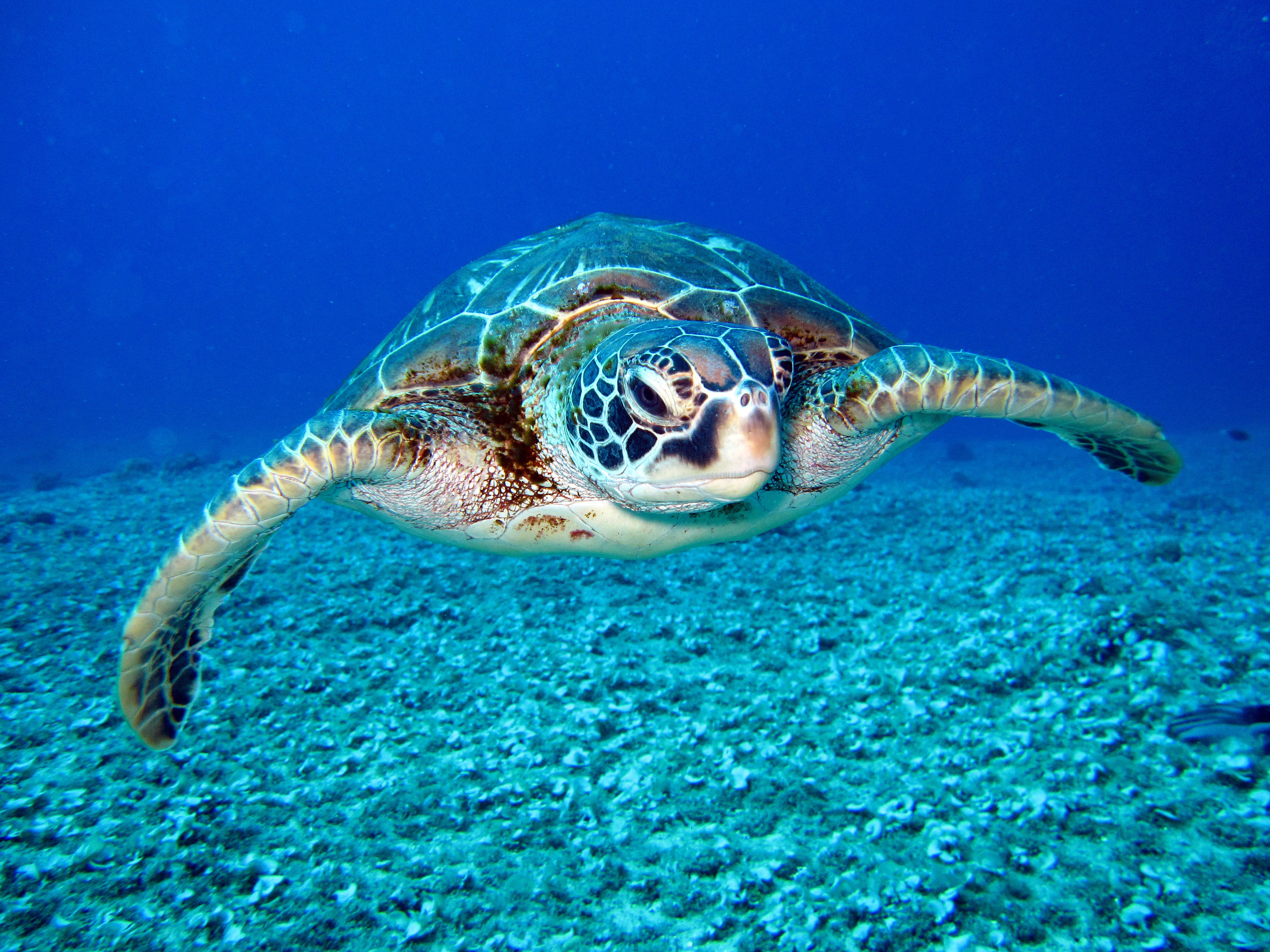 Cute Sea Turtle Wallpapers