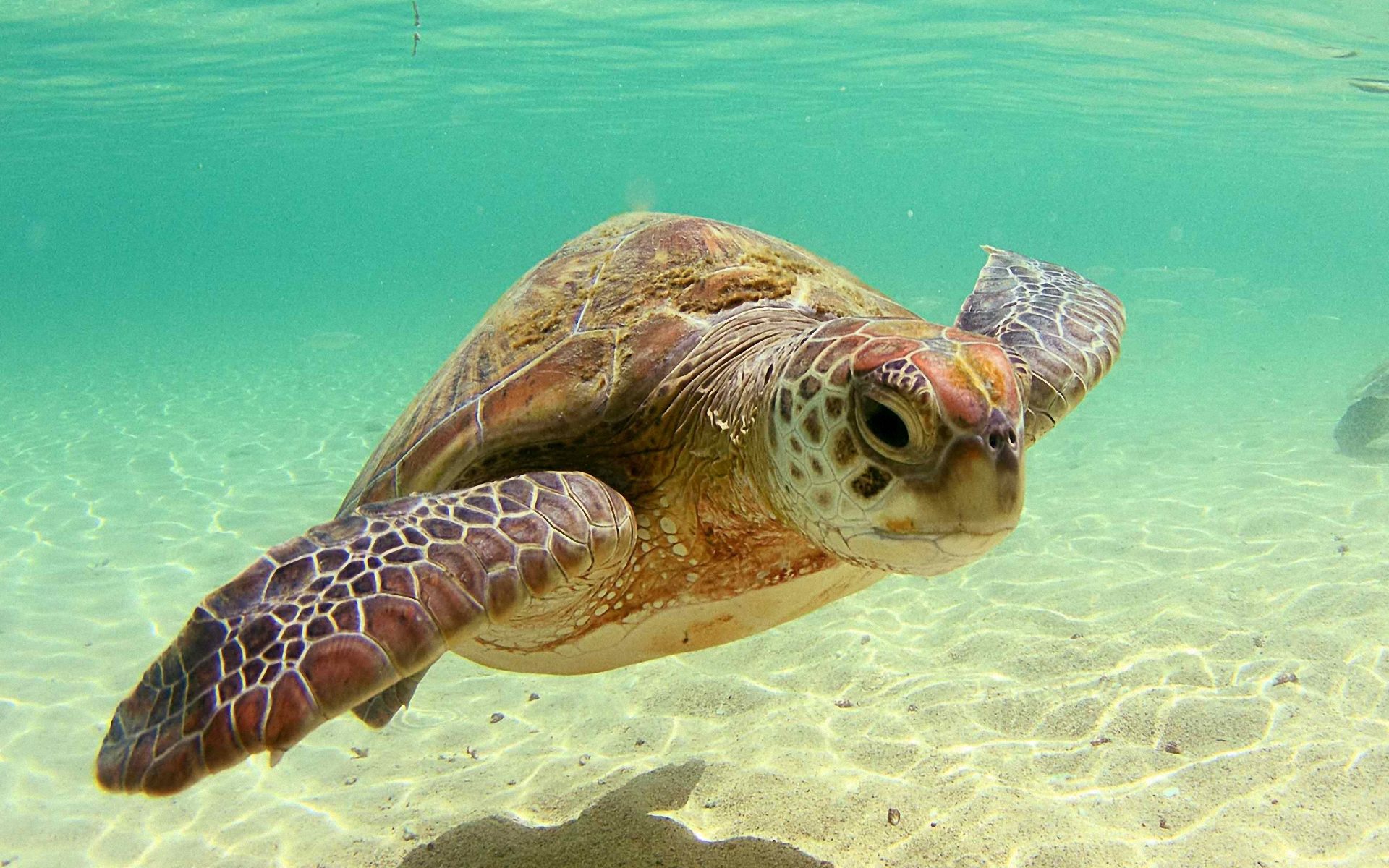 Cute Sea Turtle Wallpapers