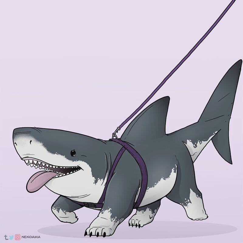 Cute Shark Wallpapers