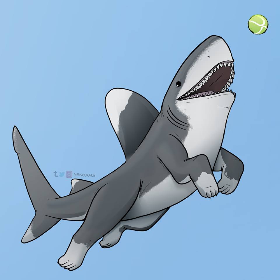 Cute Shark Wallpapers Wallpapers