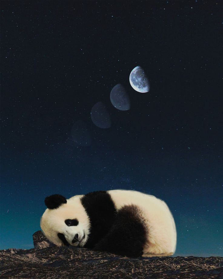 Cute Sleeping Panda Wallpapers