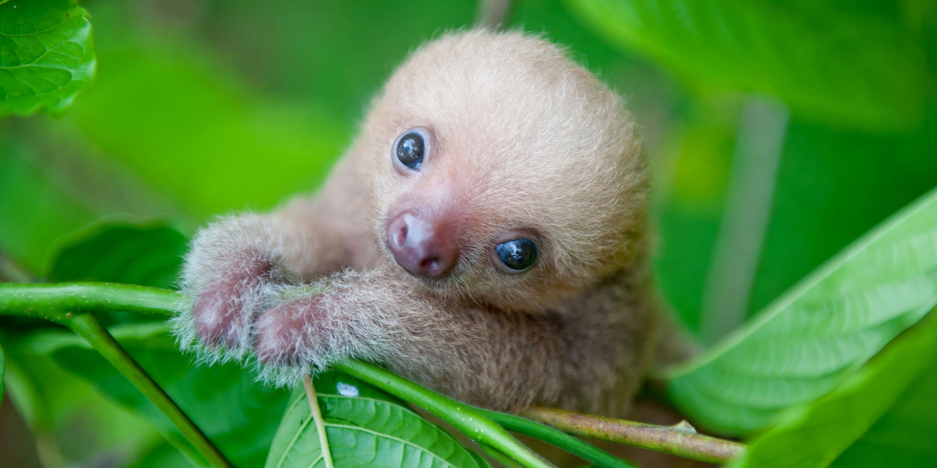 Cute Sloth Wallpapers