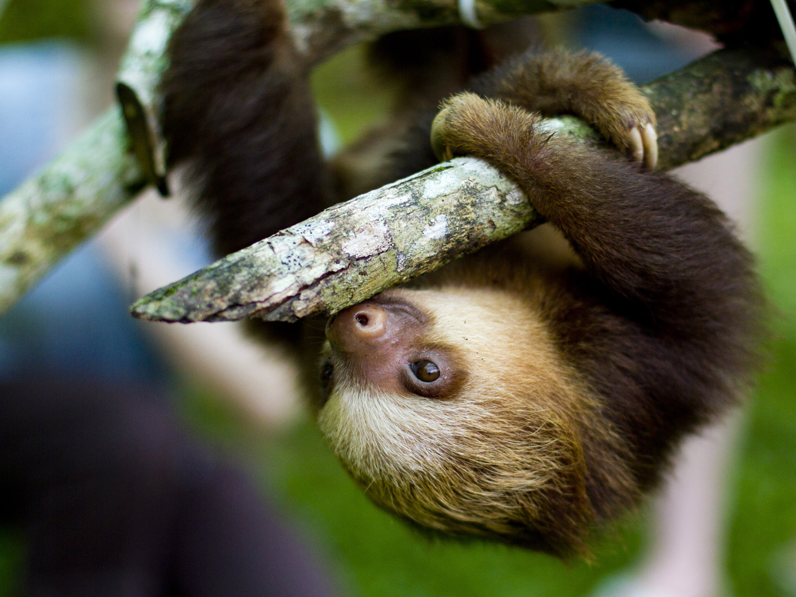 Cute Sloths Wallpapers Wallpapers