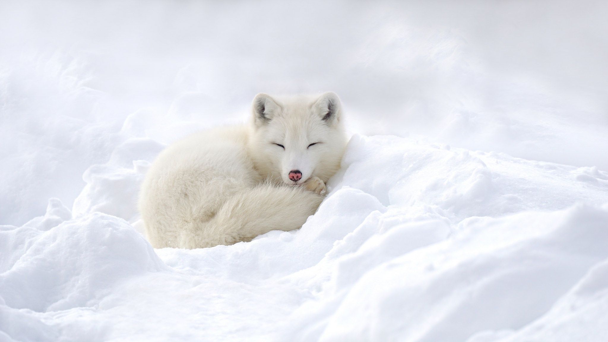 Cute Snow Fox Wallpapers