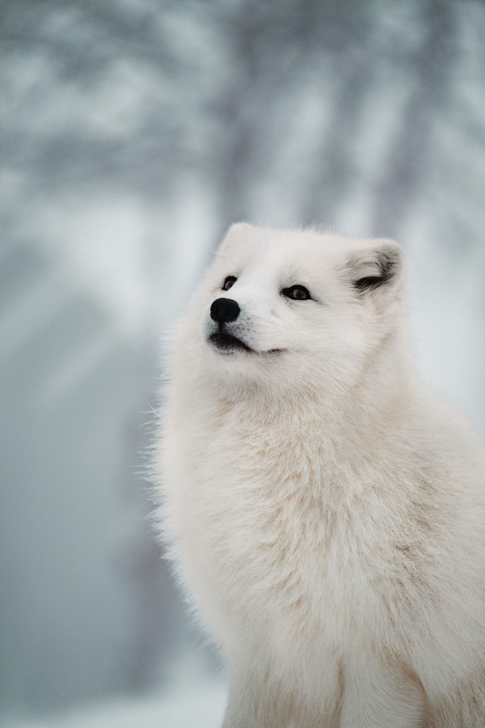 Cute Snow Fox Wallpapers