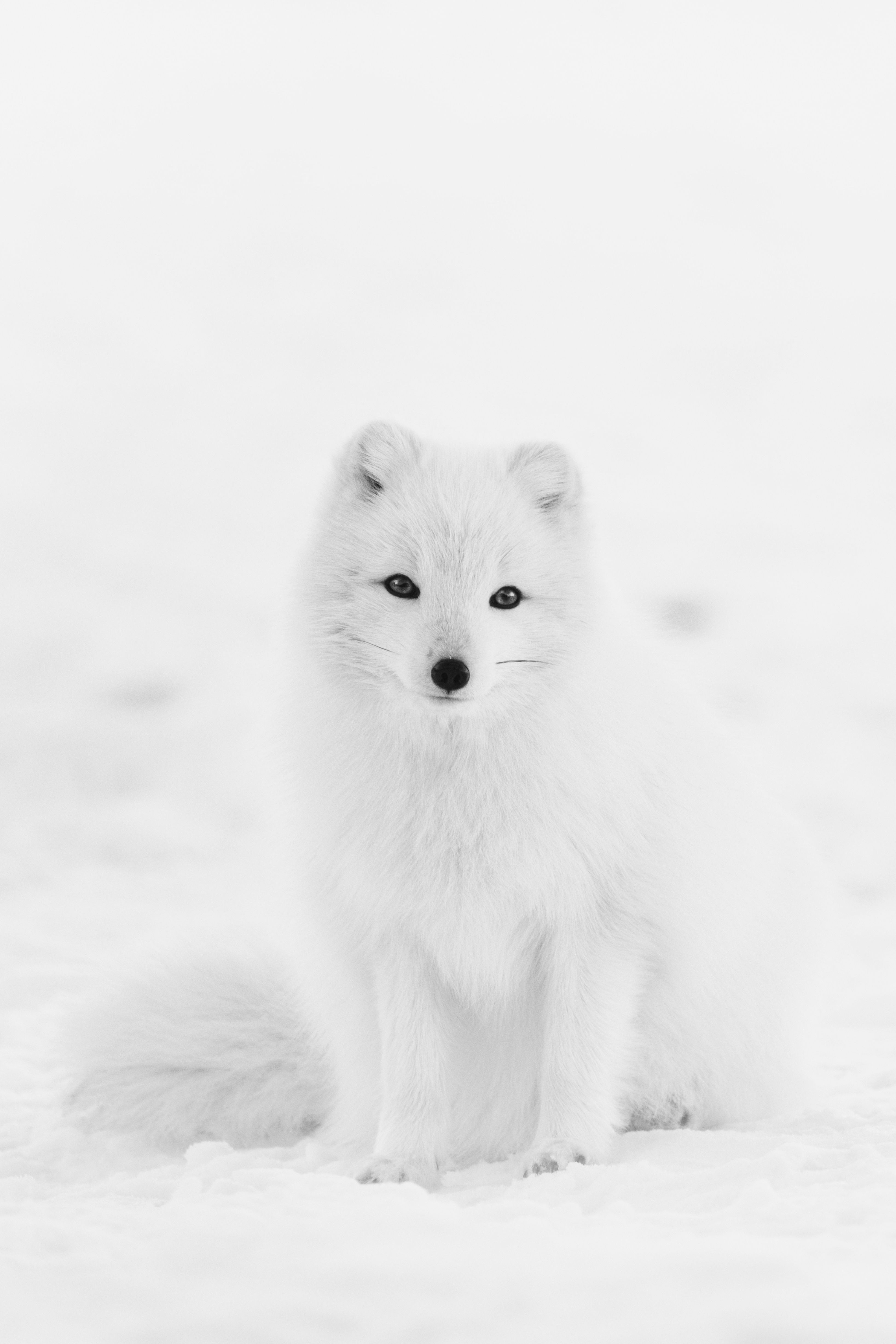 Cute Snow Fox Wallpapers