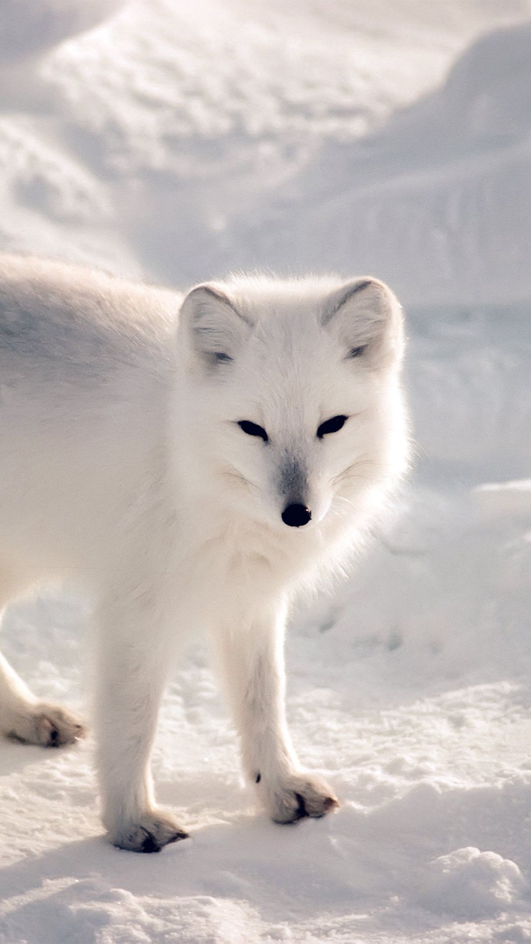 Cute Snow Fox Wallpapers