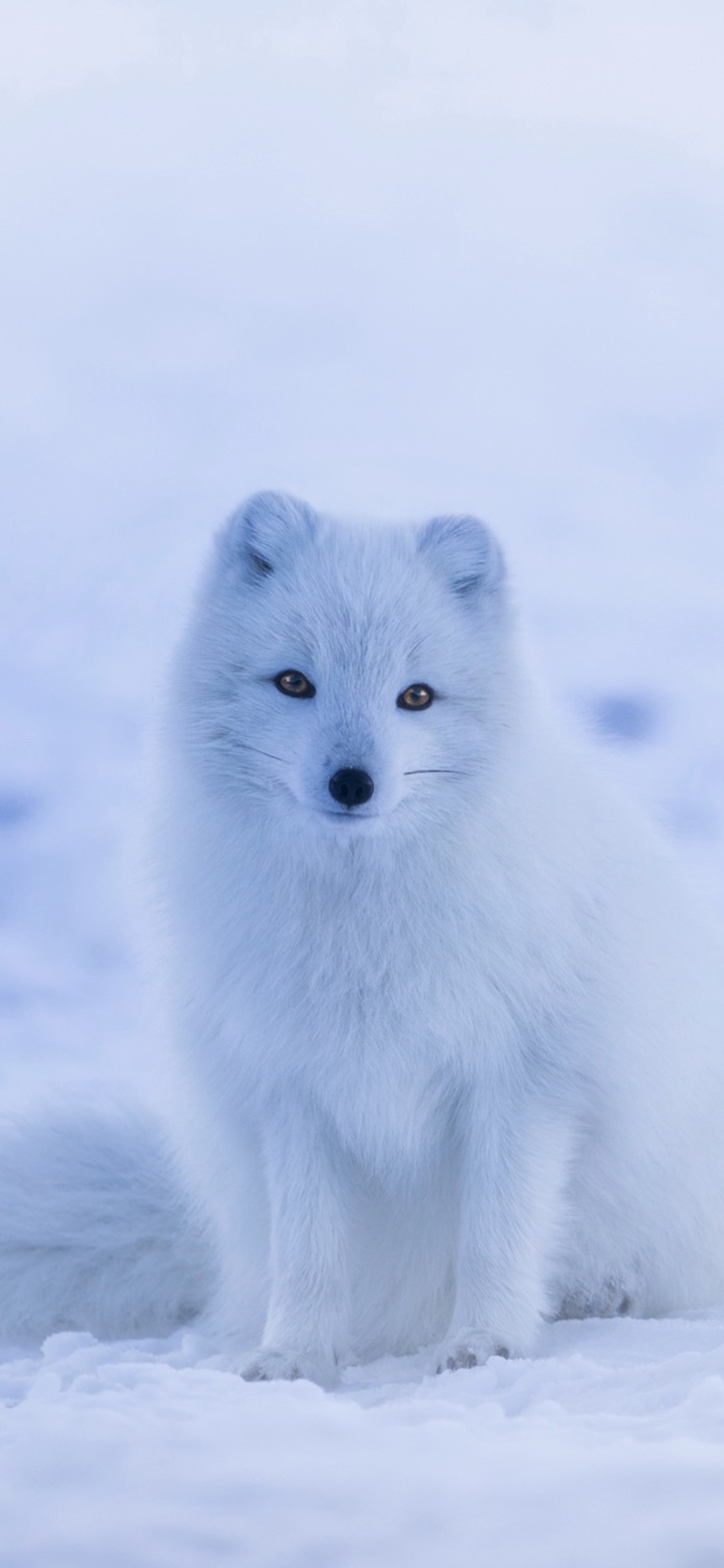 Cute Snow Fox Wallpapers