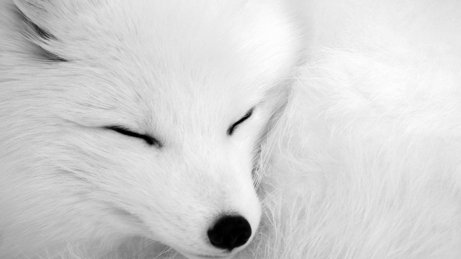 Cute Snow Fox Wallpapers