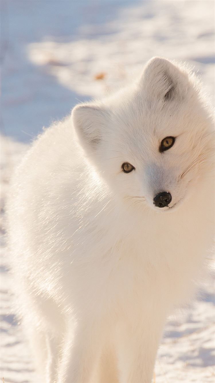 Cute Snow Fox Wallpapers