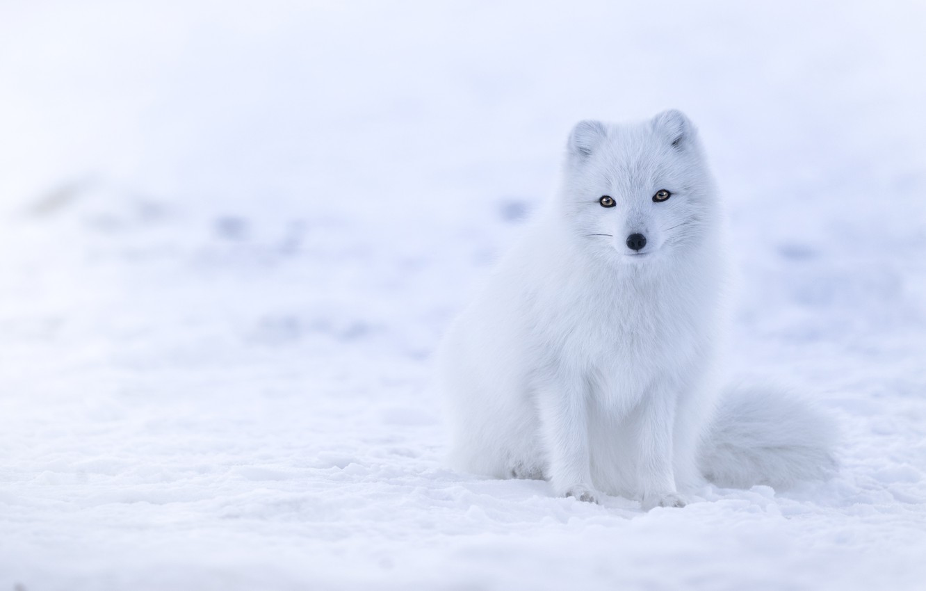 Cute Snow Fox Wallpapers