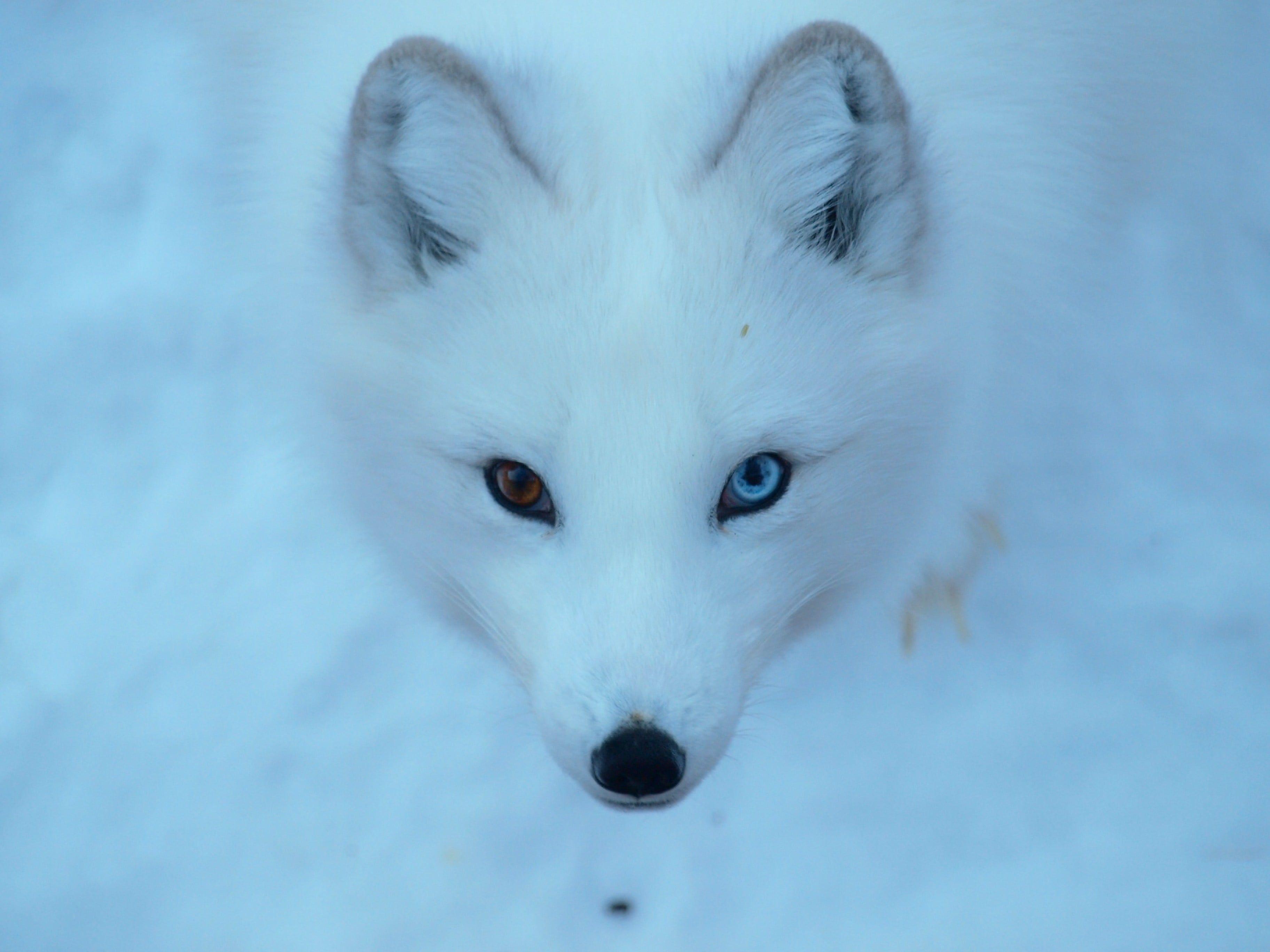 Cute Snow Fox Wallpapers