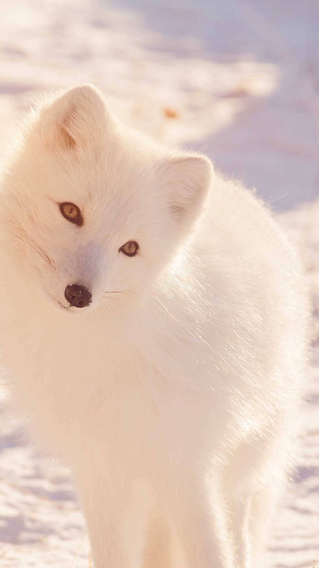 Cute Snow Fox Wallpapers