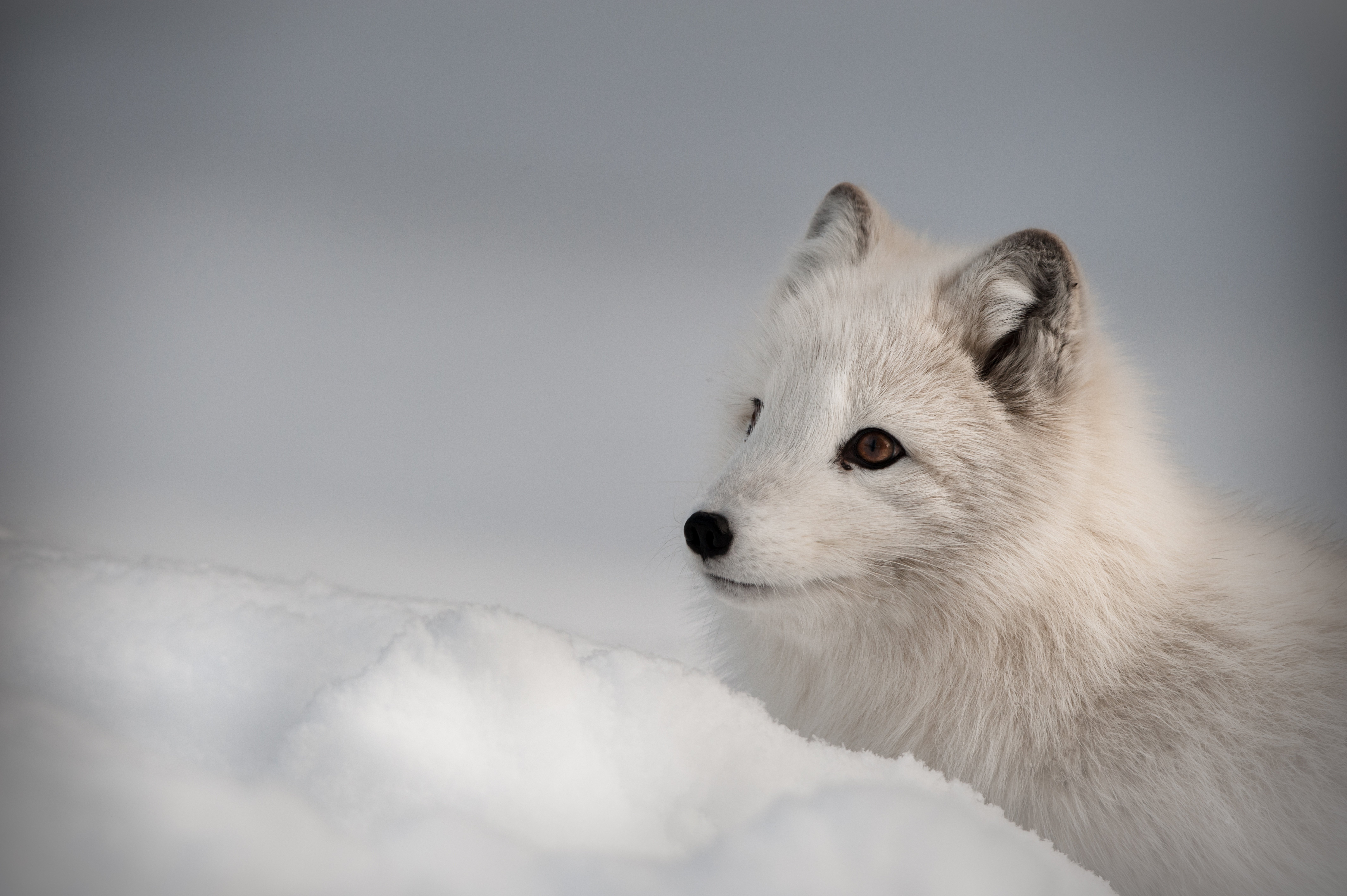 Cute Snow Fox Wallpapers