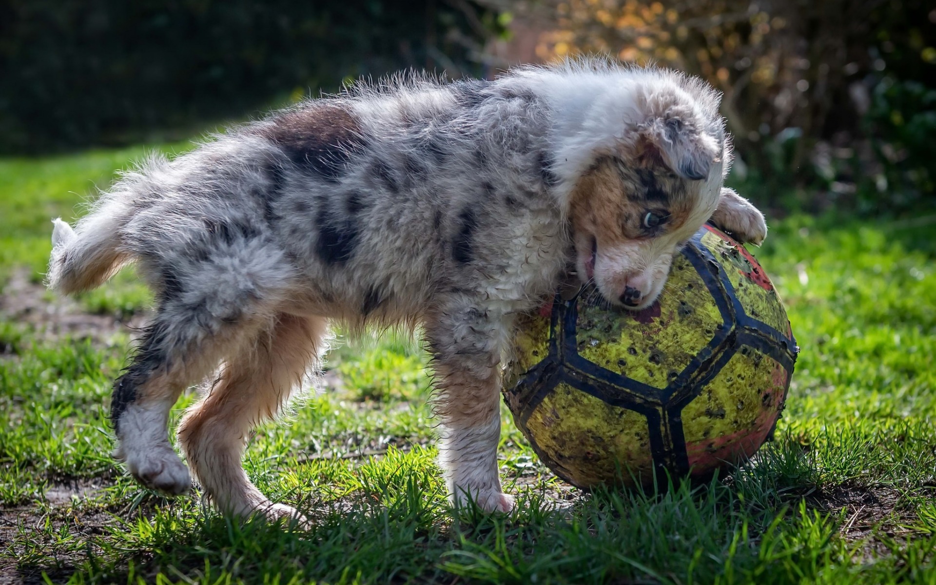 Cute Soccer Wallpapers