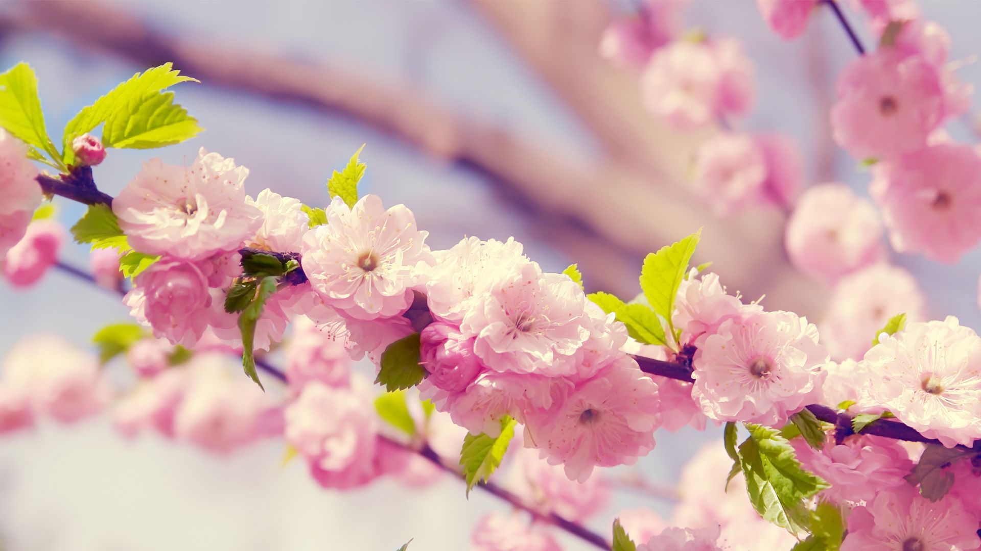 Cute Spring Wallpapers