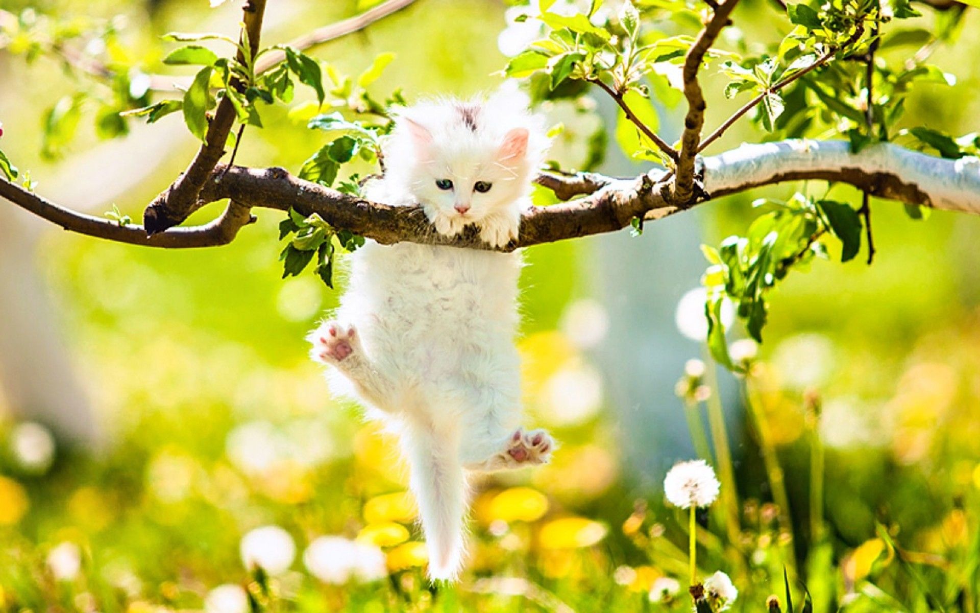 Cute Spring Animals Wallpapers Wallpapers