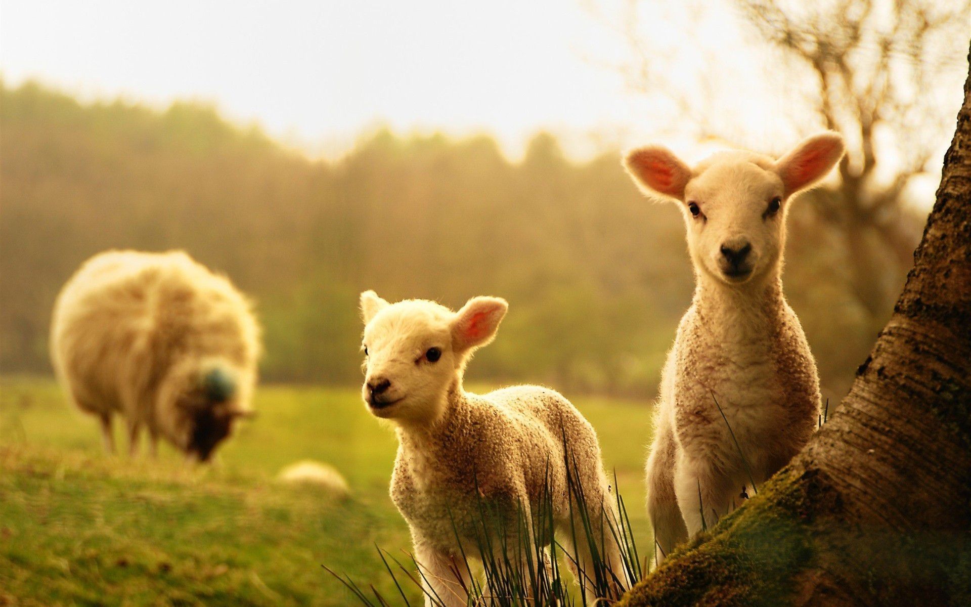 Cute Spring Animals Wallpapers Wallpapers