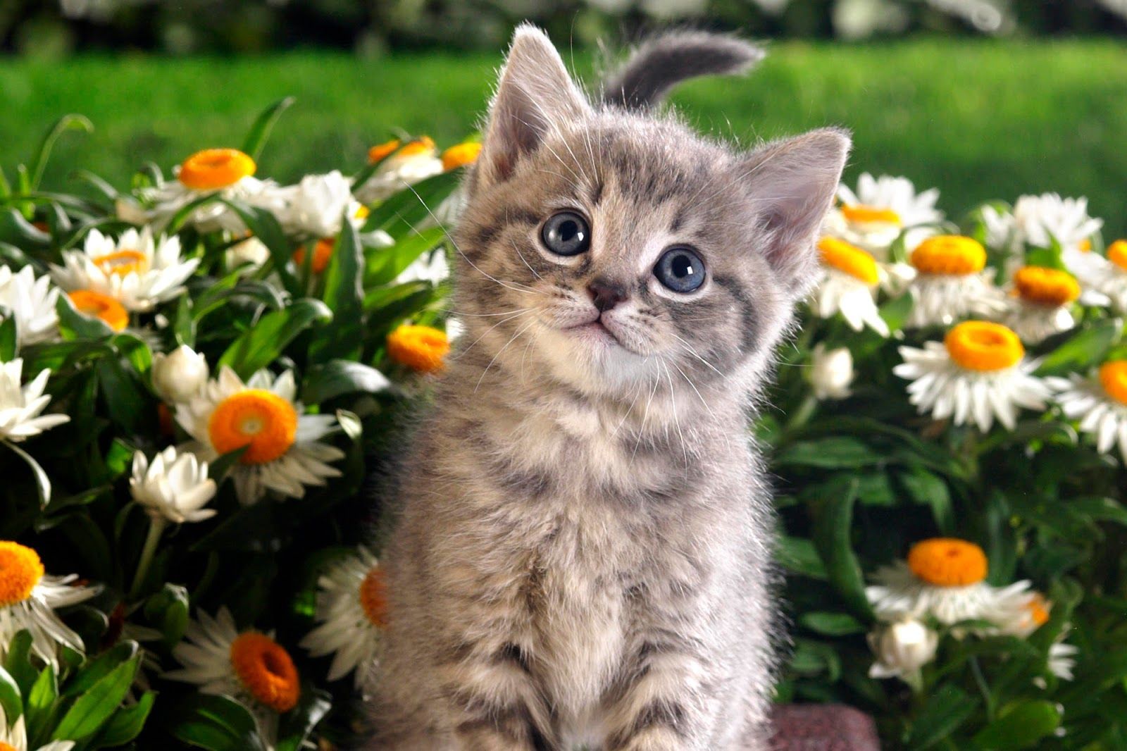 Cute Spring Animals Wallpapers Wallpapers