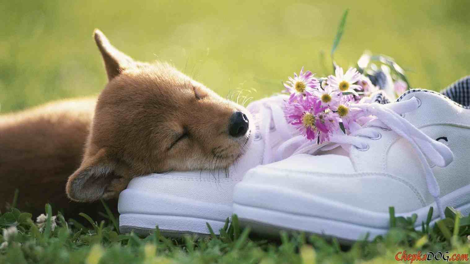 Cute Spring Animals Wallpapers Wallpapers