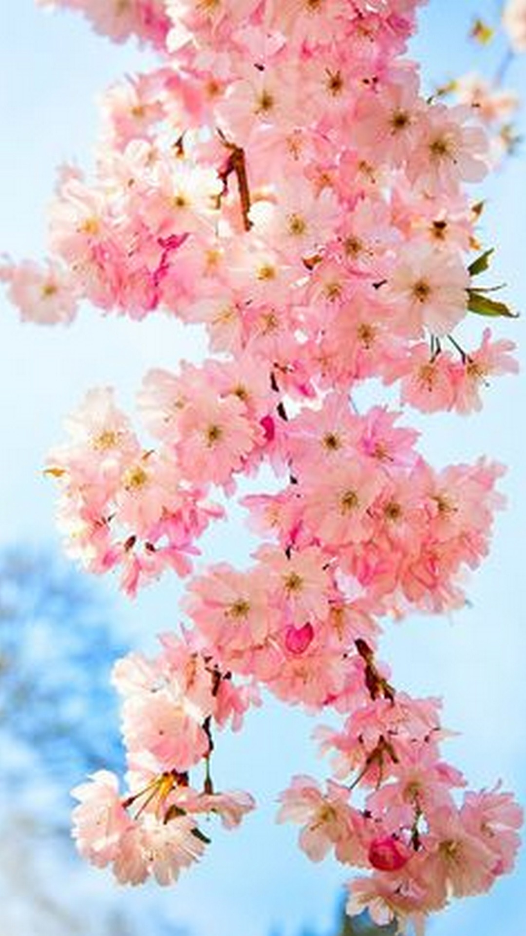 Cute Spring Phone Wallpapers