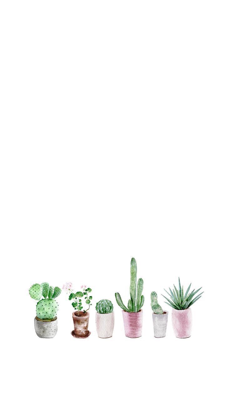 Cute Succulent Wallpapers