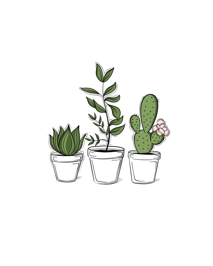 Cute Succulent Wallpapers