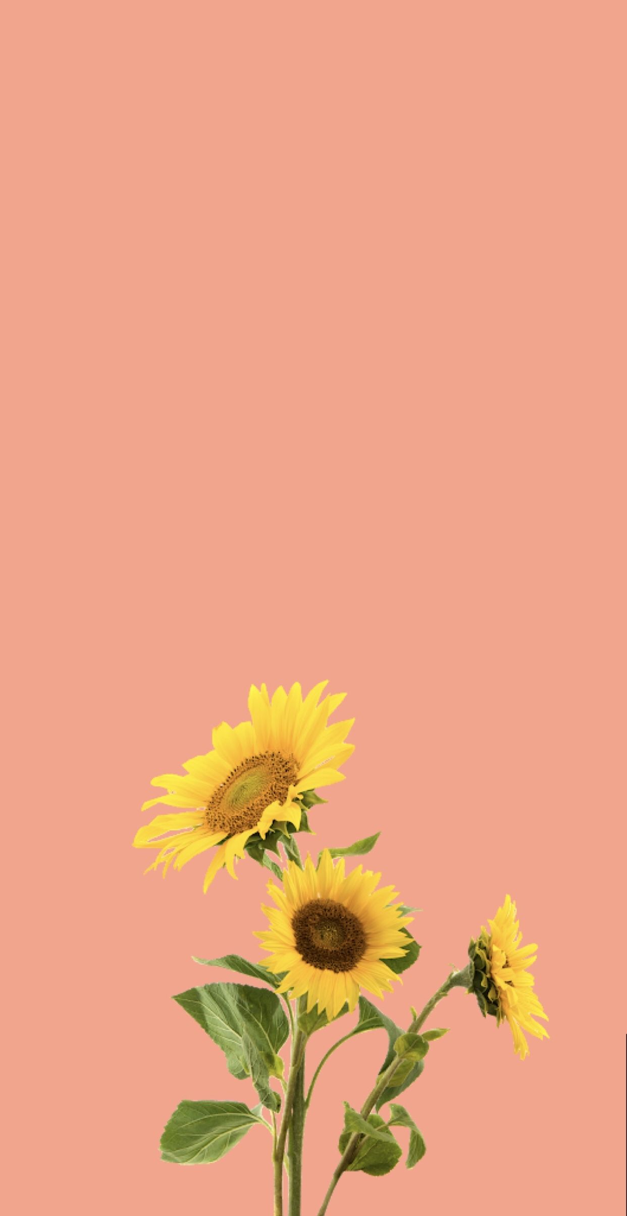 Cute Sunflower Wallpapers