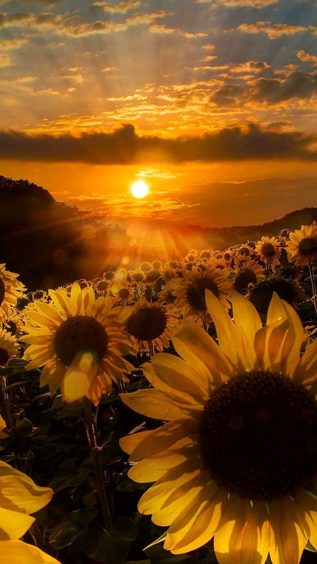 Cute Sunflower Wallpapers