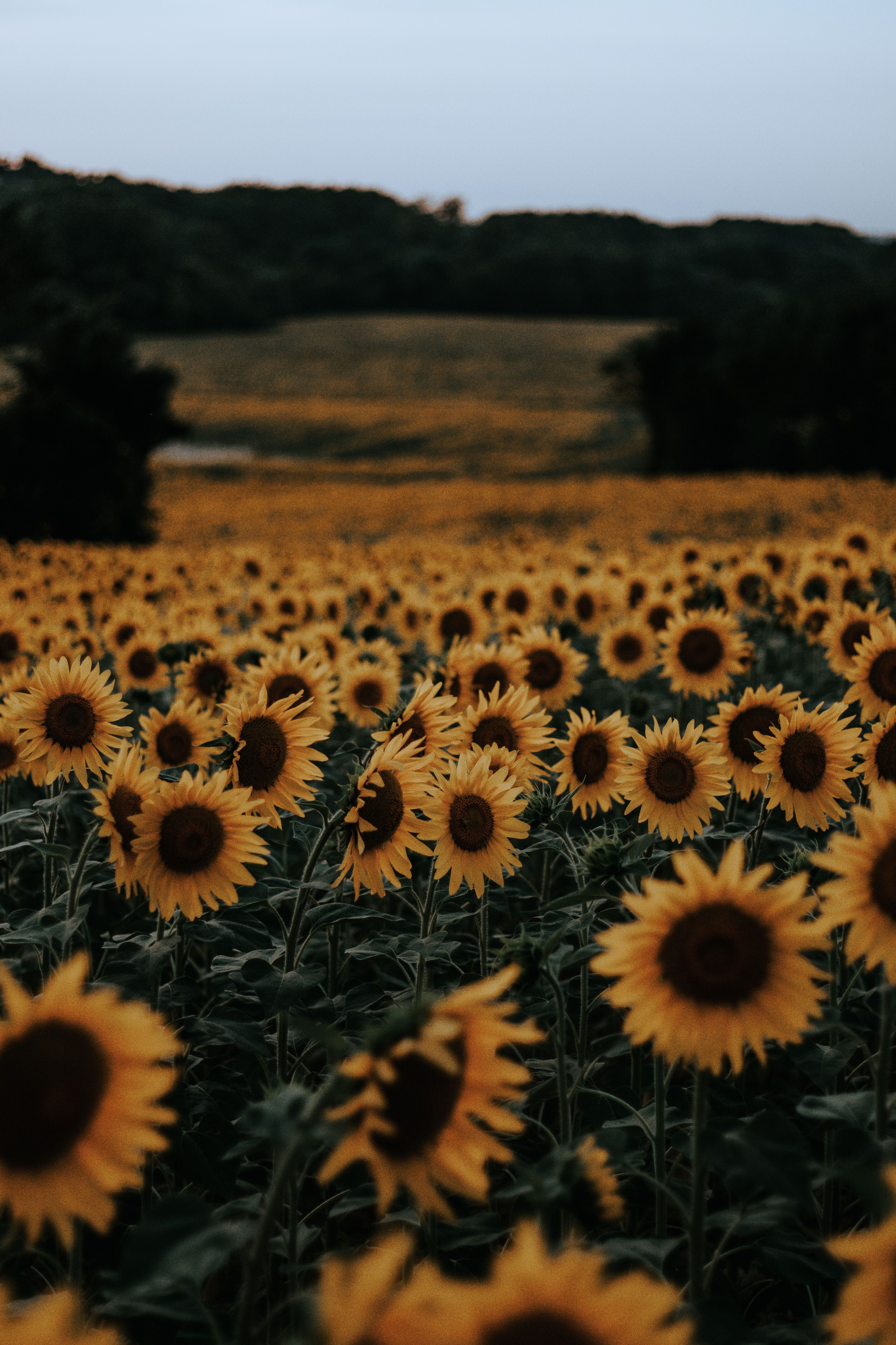 Cute Sunflower Wallpapers Wallpapers