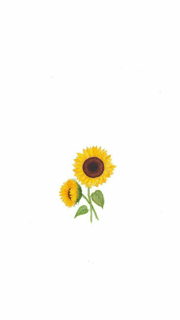 Cute Sunflower Wallpapers Wallpapers