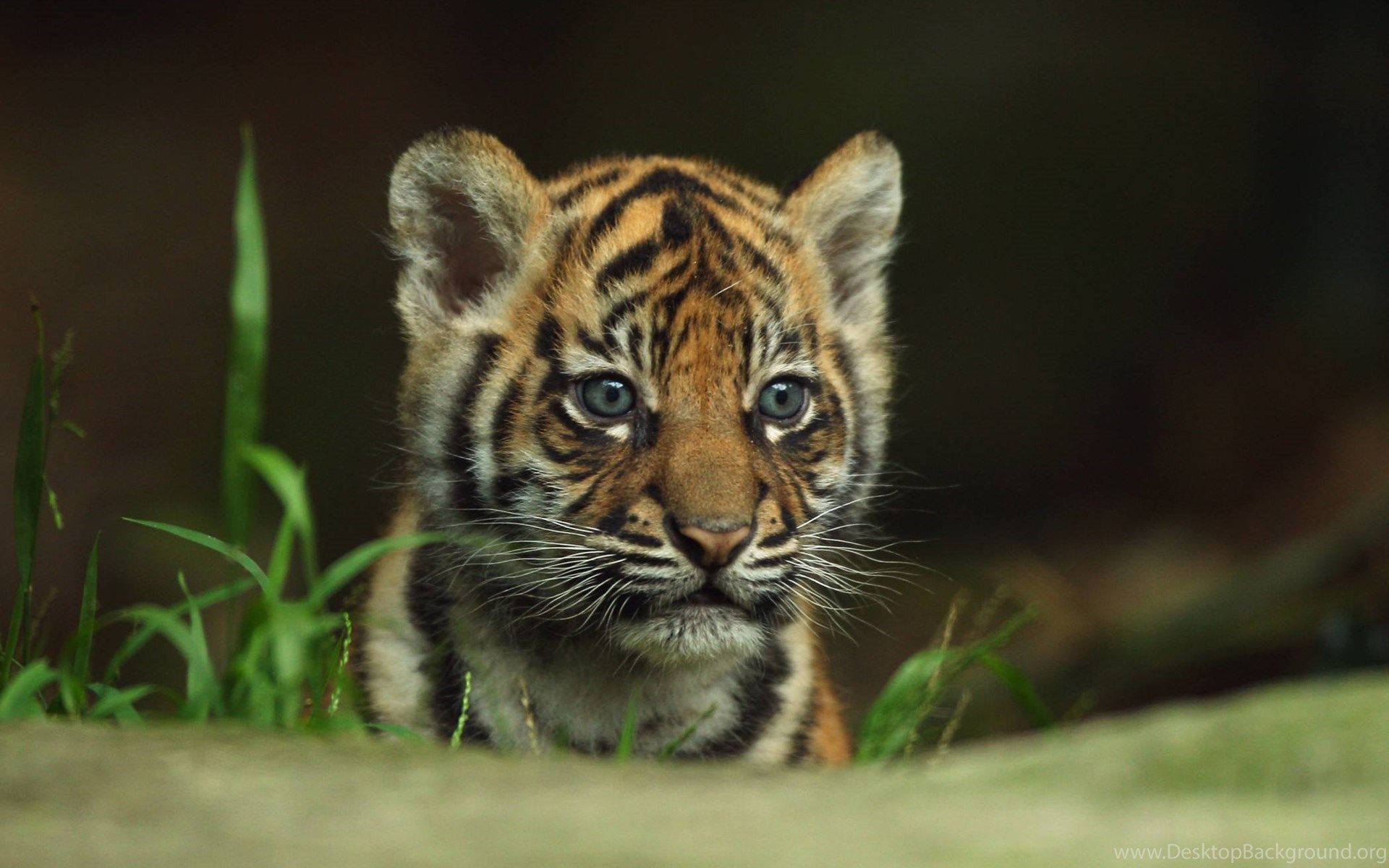 Cute Tiger Wallpapers