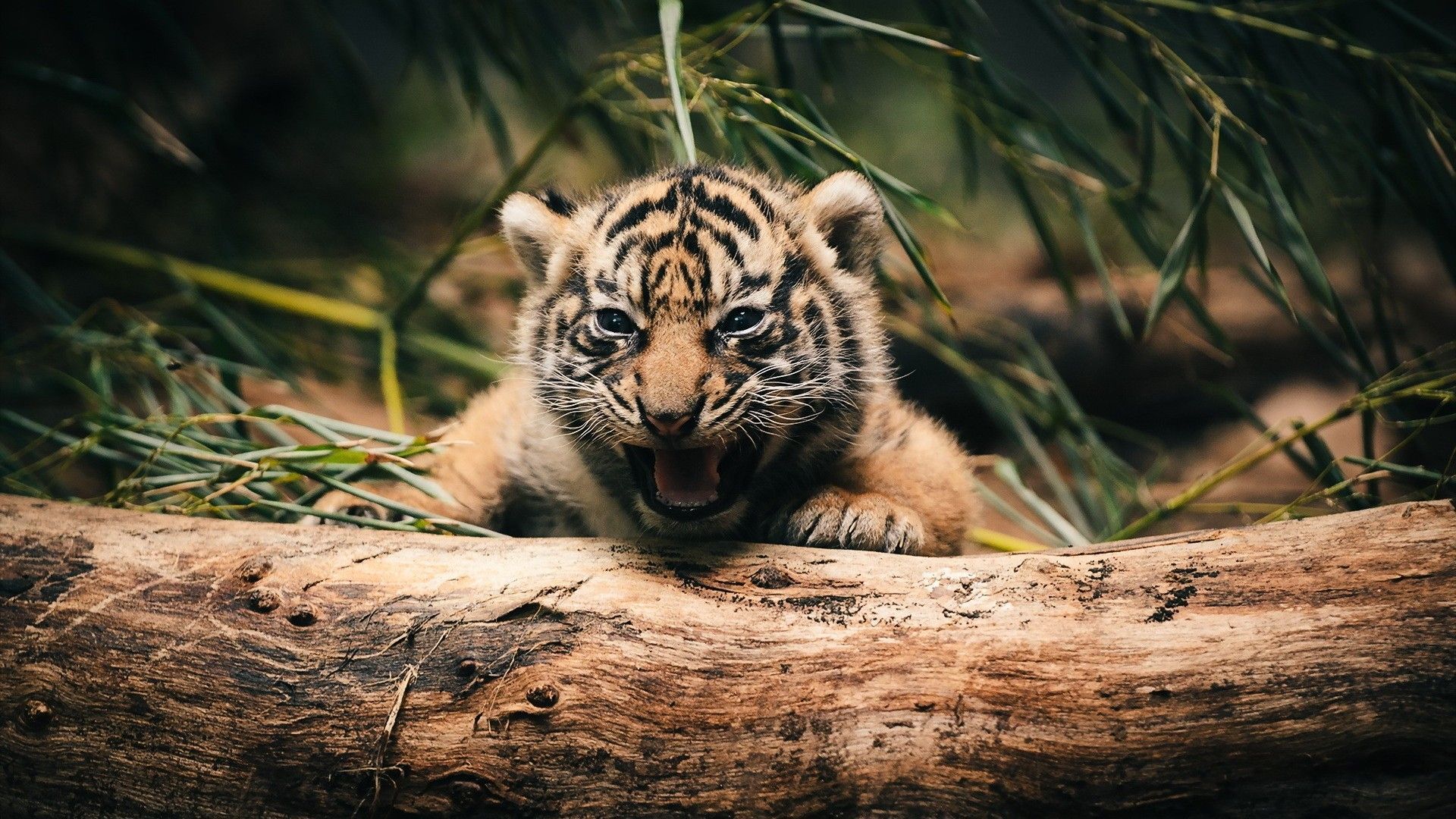 Cute Tiger Wallpapers