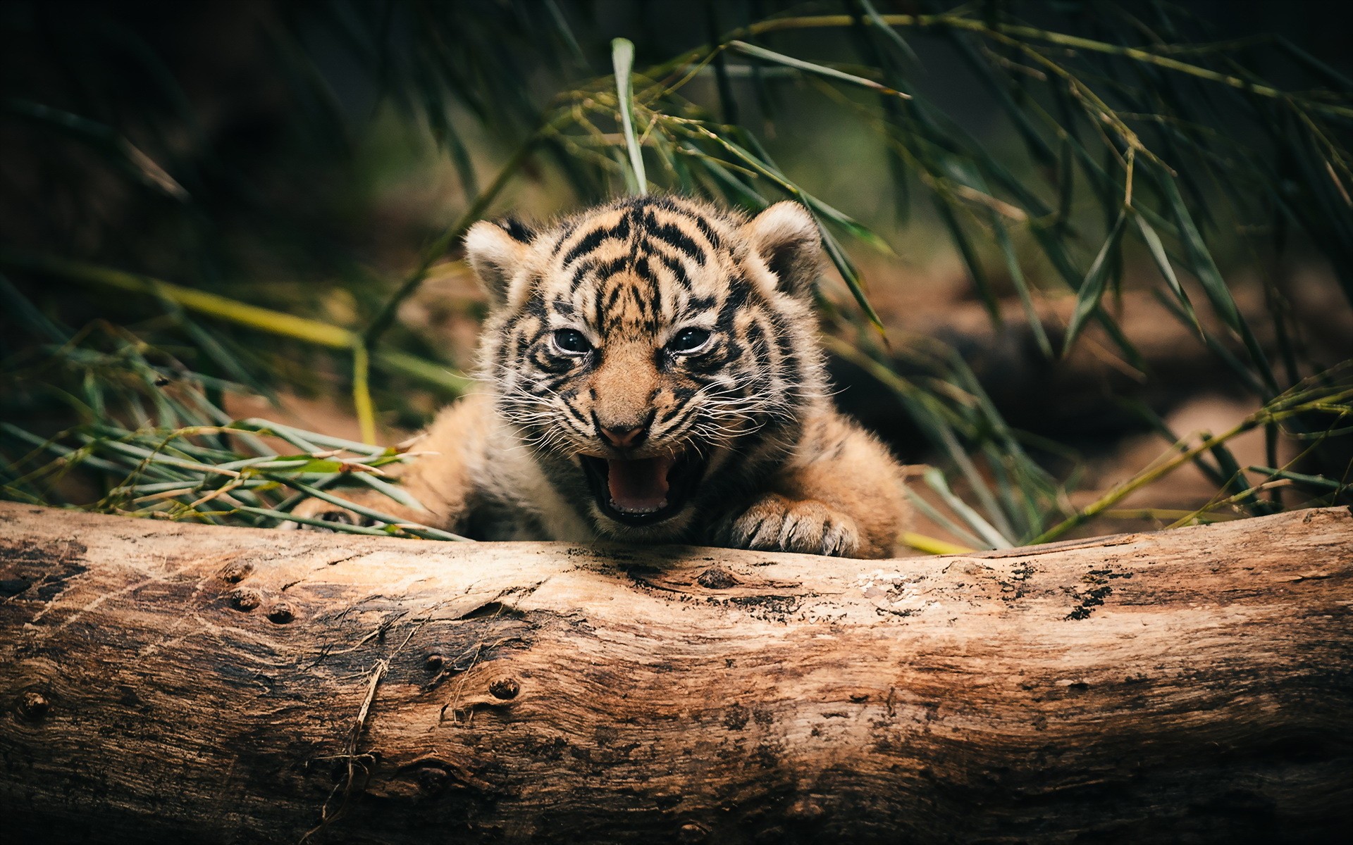 Cute Tiger Wallpaper Wallpapers