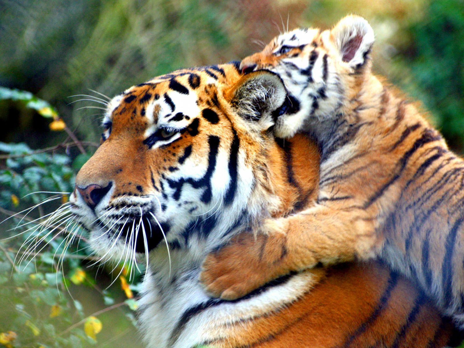 Cute Tiger Wallpaper Wallpapers