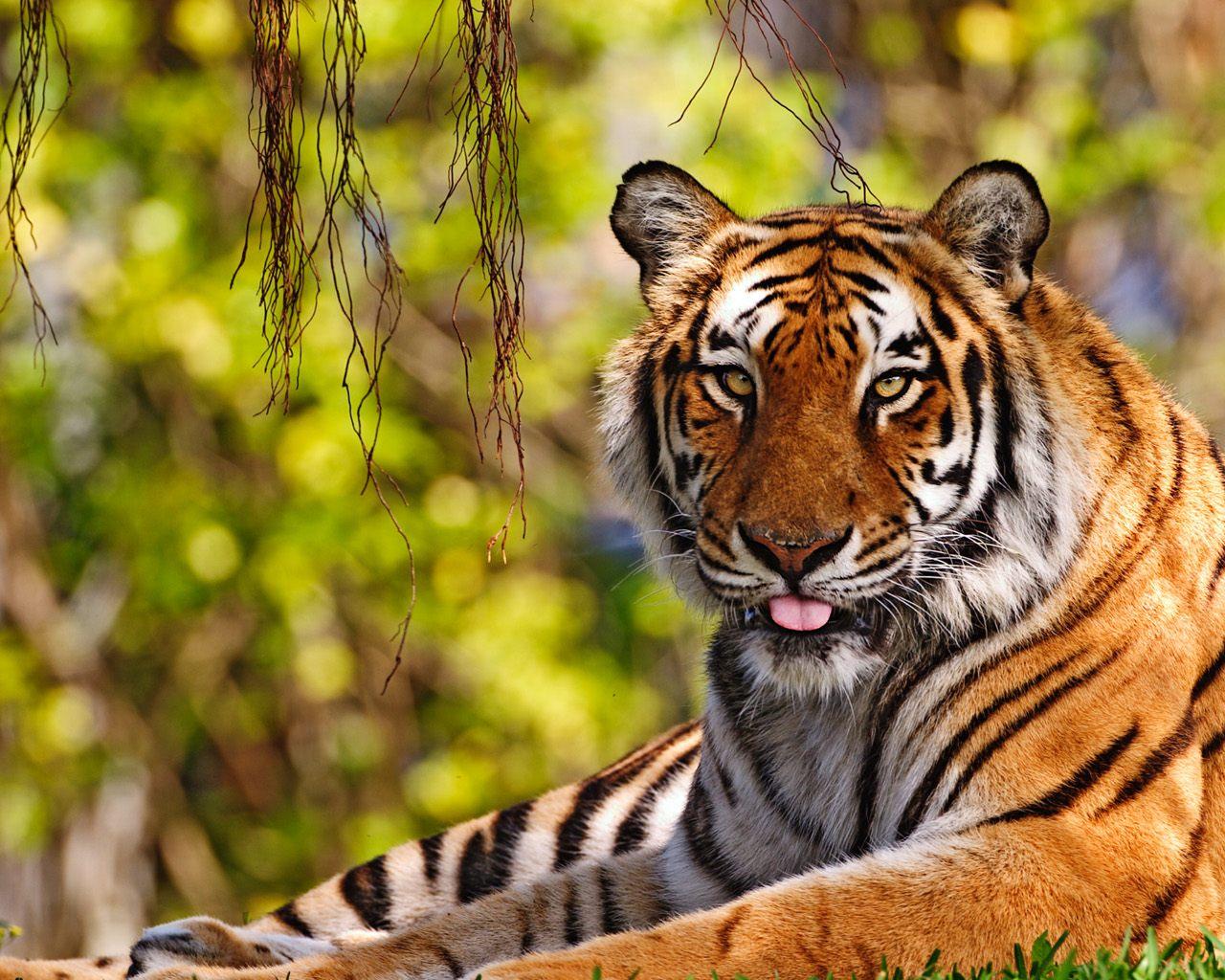 Cute Tiger Wallpaper Wallpapers