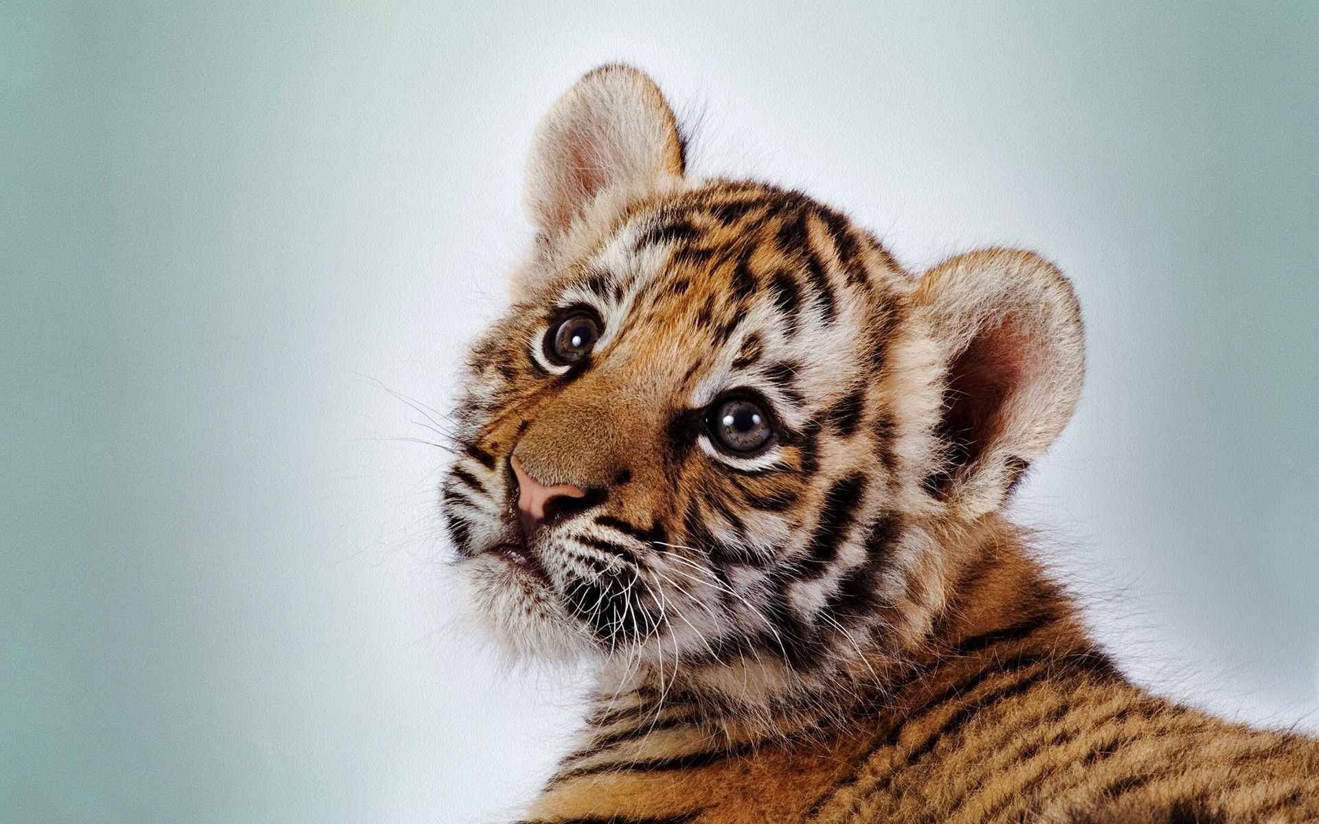 Cute Tigers Wallpapers Wallpapers