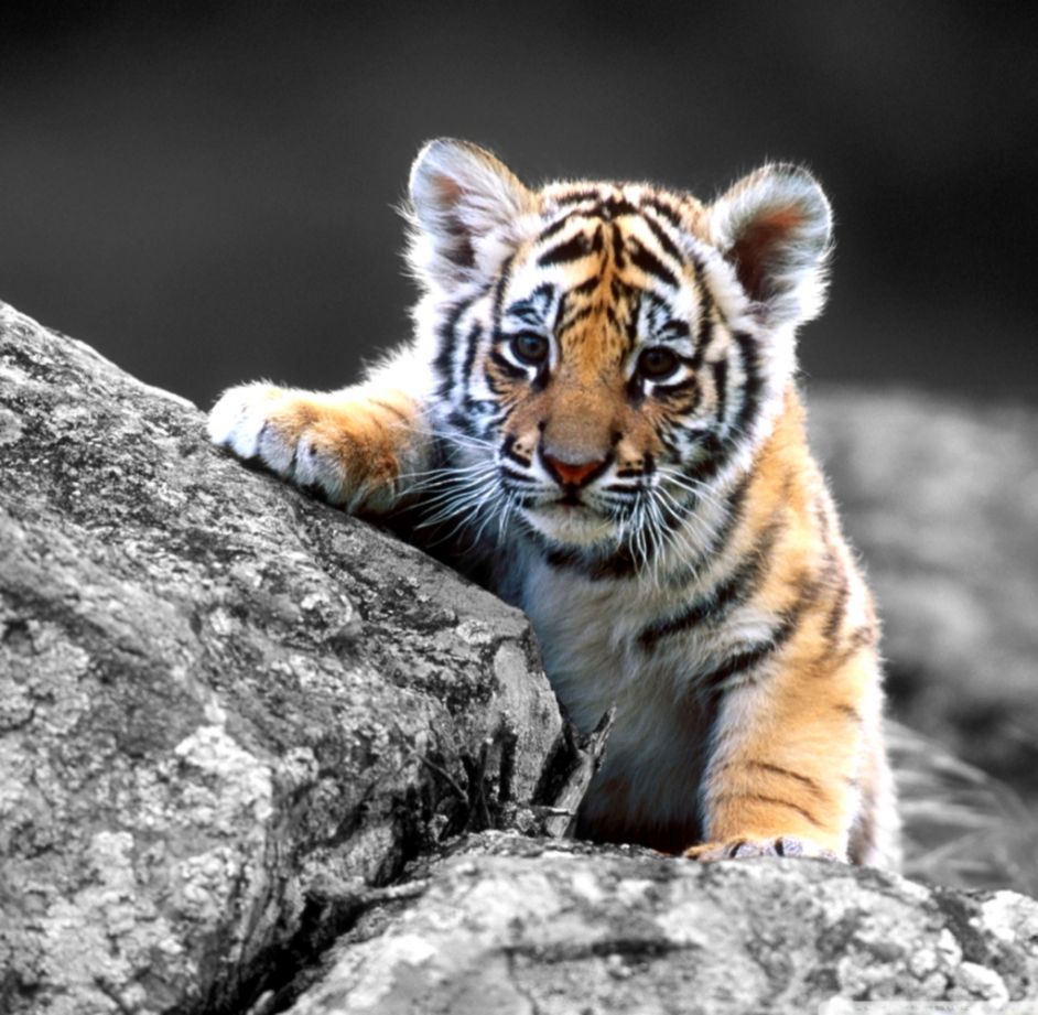 Cute Tigers Wallpapers Wallpapers