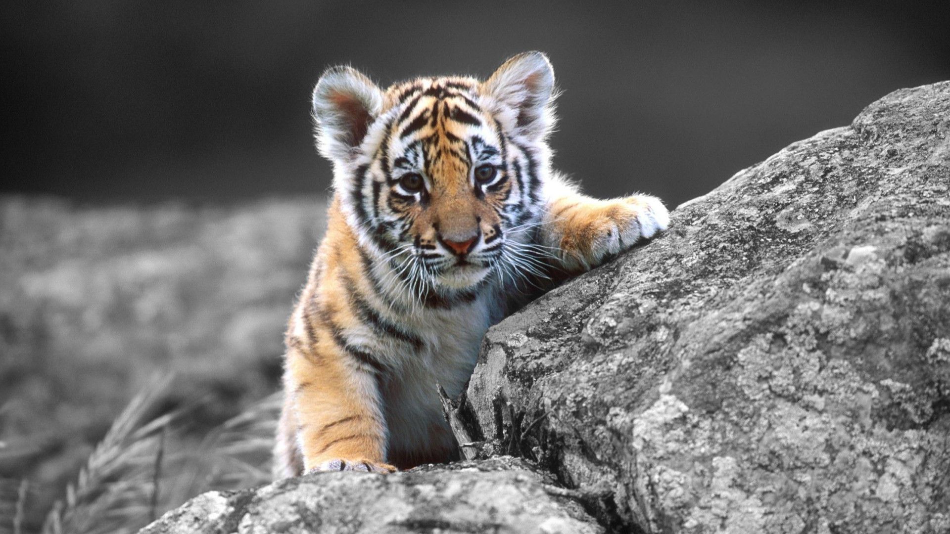 Cute Tigers Wallpapers Wallpapers